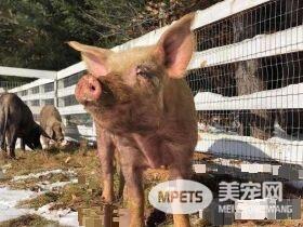 纽约乡间地狱农场虐待动物 小猪被动保组织解救出