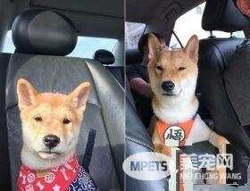 柴柴上演碟中谍 妈妈不回家臭脸瞪监视器