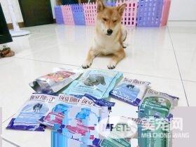 柴柴上演碟中谍 妈妈不回家臭脸瞪监视器
