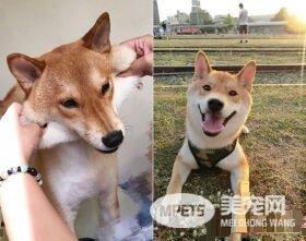 柴柴上演碟中谍 妈妈不回家臭脸瞪监视器