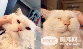男子过敏24年吸猫治愈 咪咪是抗敏良药！