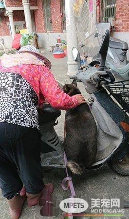 阿嬷抵不住金孙塞乃亲手喂肉 宠孙程度百分百