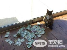 办公室猫咪会自己挣钱 居然是抢路人的纸钞!