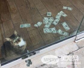 办公室猫咪会自己挣钱 居然是抢路人的纸钞!