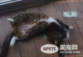 办公室猫咪会自己挣钱 居然是抢路人的纸钞!