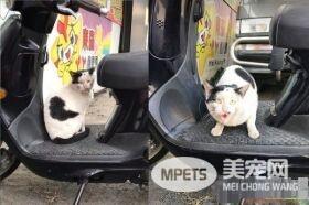 浪喵强行霸占女老师机车垫 喵到罐罐才会离开