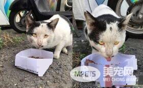 浪喵强行霸占女老师机车垫 喵到罐罐才会离开