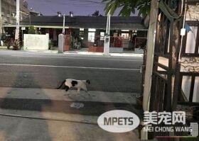 浪喵强行霸占女老师机车垫 喵到罐罐才会离开