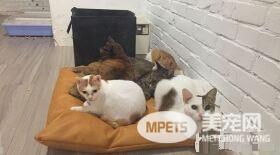 我有奴才了? 引擎盖抓到小猫一脸超呆萌表情