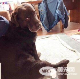 超矜持的汪星人 偷瞄妈咪的食物却假装不在意