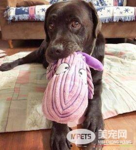 超矜持的汪星人 偷瞄妈咪的食物却假装不在意