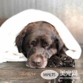 超矜持的汪星人 偷瞄妈咪的食物却假装不在意