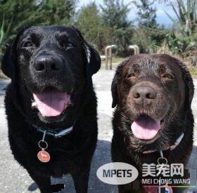 超矜持的汪星人 偷瞄妈咪的食物却假装不在意
