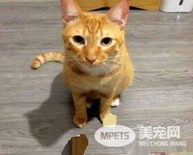 先生你的袜子掉了！万名猫奴笑翻想帮穿好袜袜