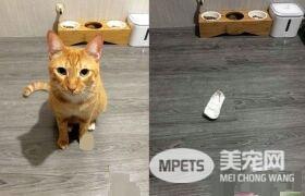 先生你的袜子掉了！万名猫奴笑翻想帮穿好袜袜