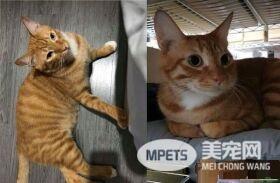 先生你的袜子掉了！万名猫奴笑翻想帮穿好袜袜