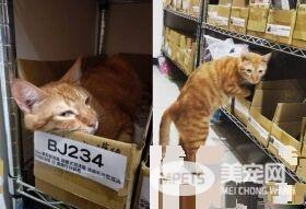 先生你的袜子掉了！万名猫奴笑翻想帮穿好袜袜