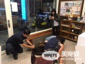 高山犬被压制打针 结束后气到找医生理论