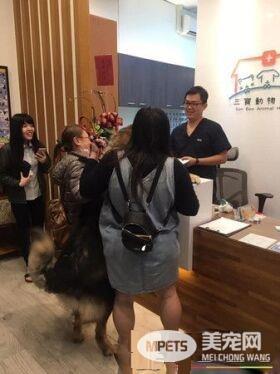 高山犬被压制打针 结束后气到找医生理论