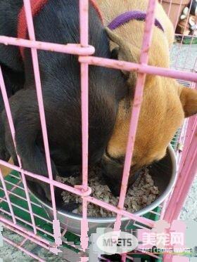 弃养汪路边拦车半路认老爸 男子霸气抱回两汪
