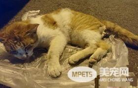 遭遇车祸脑伤猫 无力行动却求生欲超强