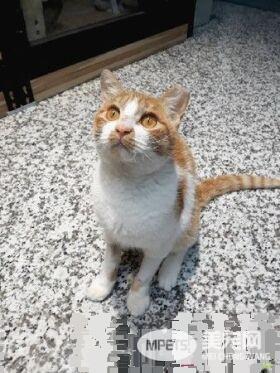 遭遇车祸脑伤猫 无力行动却求生欲超强