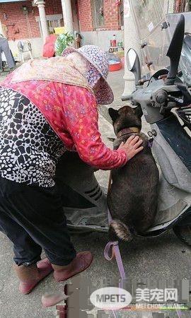 黑汪也要跟去买肉肉 阿嬷怎么哄就是不下车