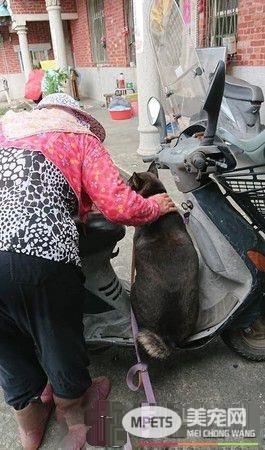 黑汪也要跟去买肉肉 阿嬷怎么哄就是不下车
