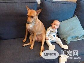 6个月的小主人学会吸狗 狗狗害羞不已又不敢动