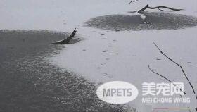 女主人救狗不慎坠入冰湖 狗狗回家求救已来不及