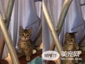 喵星人伸魔爪被抓包 狐獴站姿萌翻网友