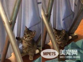 喵星人伸魔爪被抓包 狐獴站姿萌翻网友