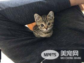 喵星人伸魔爪被抓包 狐獴站姿萌翻网友