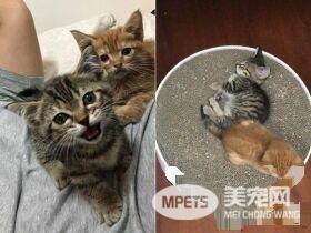 喵星人伸魔爪被抓包 狐獴站姿萌翻网友