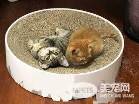 喵星人伸魔爪被抓包 狐獴站姿萌翻网友
