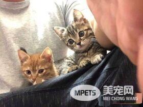 喵星人伸魔爪被抓包 狐獴站姿萌翻网友