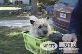12岁牧羊犬突然走失 原来是救援佳话一则