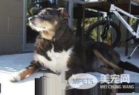 12岁牧羊犬突然走失 原来是救援佳话一则