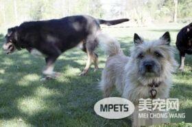 12岁牧羊犬突然走失 原来是救援佳话一则