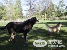 12岁牧羊犬突然走失 原来是救援佳话一则