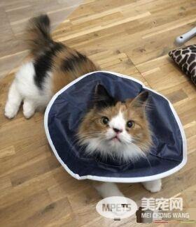 根本是命中注定 无鼻樑猫遇到一样长相的猫哥哥