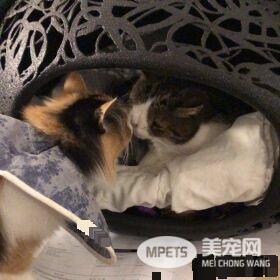 根本是命中注定 无鼻樑猫遇到一样长相的猫哥哥