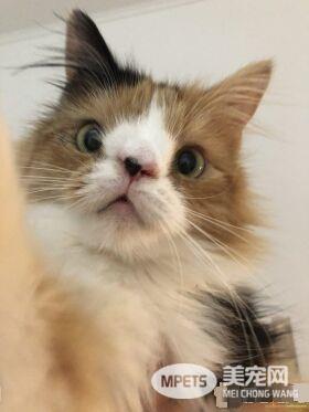 根本是命中注定 无鼻樑猫遇到一样长相的猫哥哥