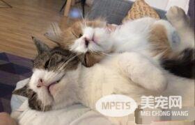 根本是命中注定 无鼻樑猫遇到一样长相的猫哥哥