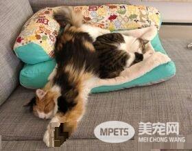 根本是命中注定 无鼻樑猫遇到一样长相的猫哥哥