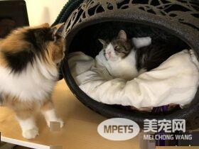 根本是命中注定 无鼻樑猫遇到一样长相的猫哥哥