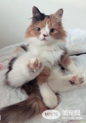 根本是命中注定 无鼻樑猫遇到一样长相的猫哥哥