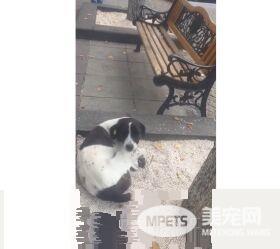男子丢失爱犬寻找三年 路边重逢画面超感人