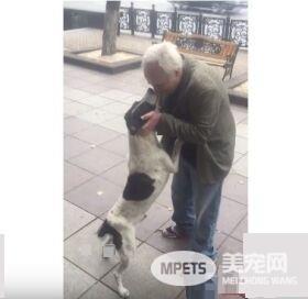 男子丢失爱犬寻找三年 路边重逢画面超感人