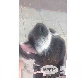 男子丢失爱犬寻找三年 路边重逢画面超感人